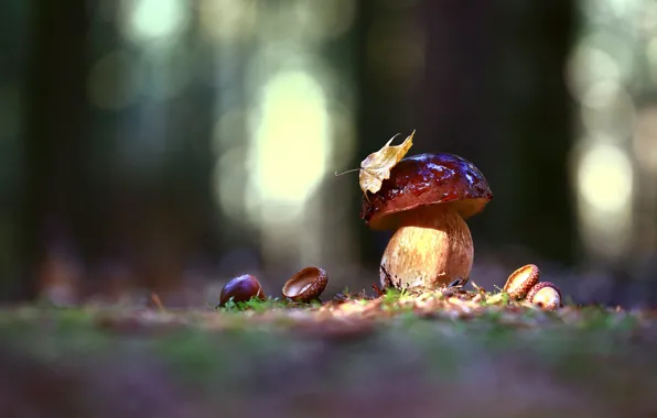 Autumn, forest, white, drops, light, nature, glade, mushroom