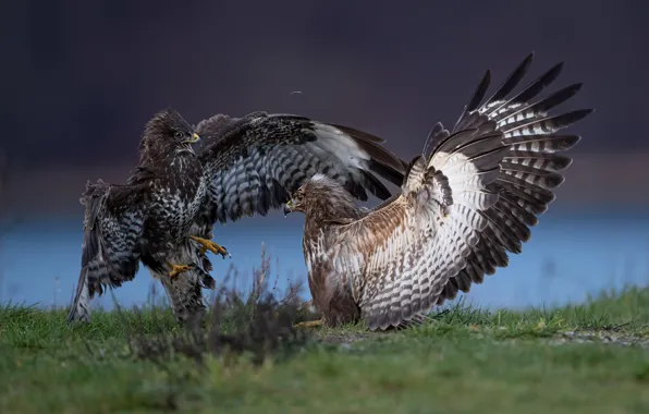Look, birds, nature, battle, fight, pair, battle, fight