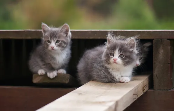 Look, cats, pose, kitty, kittens, two kittens, faces