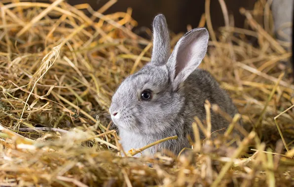 Grey, rabbit, muzzle, hay, ears, bokeh
