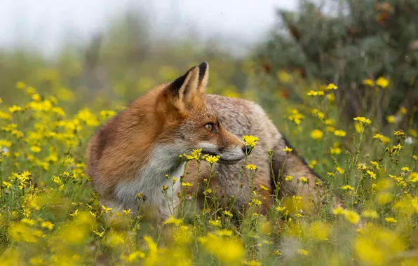 Picture look, face, flowers, yellow, nature, pose, glade, meadow
