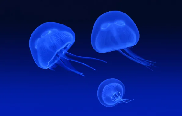 Blue, glow, Jellyfish