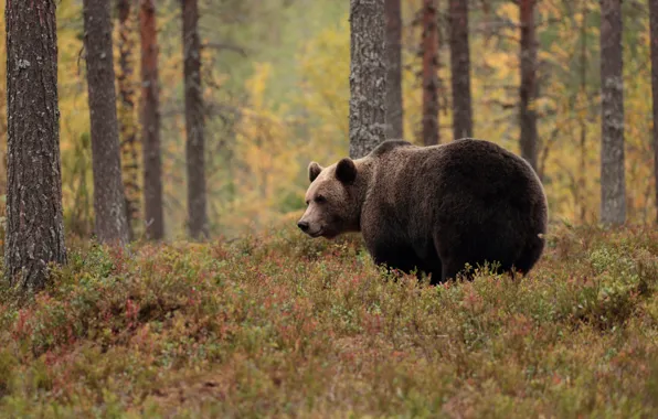 Autumn, forest, look, face, nature, pose, glade, bear