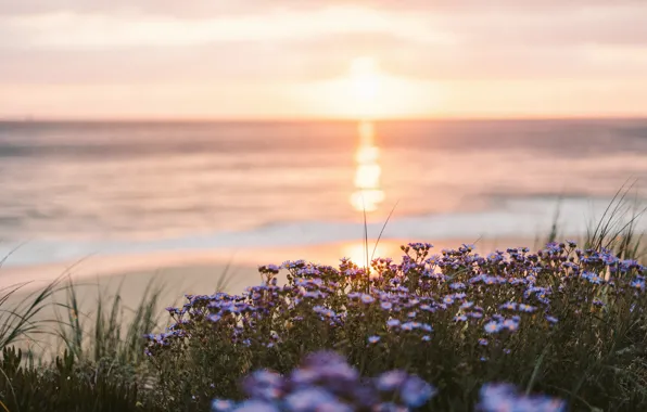 Wallpaper flowers, morning, surf, lilac, sea, asters, dawn, the sky