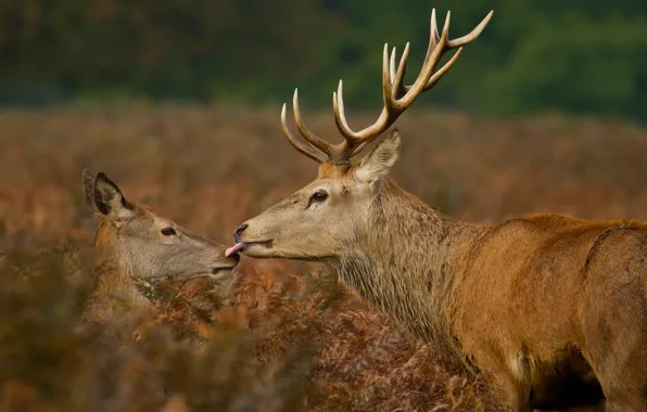 Picture kiss, deer, wildlife