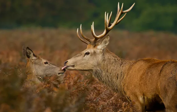 Kiss, deer, wildlife
