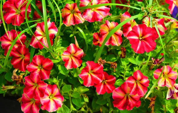 Picture leaves, nature, petals, garden, flowerbed, Petunia