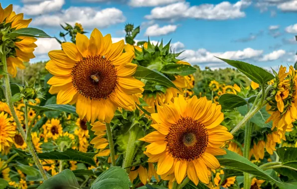 Field, summer, sunflowers