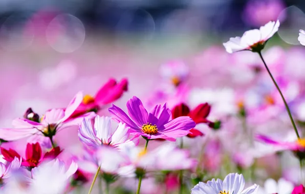 Picture field, summer, space, flowers, red, background, glade, pink