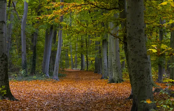 Autumn, forest, nature, Park