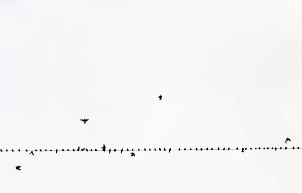 The sky, birds, wire