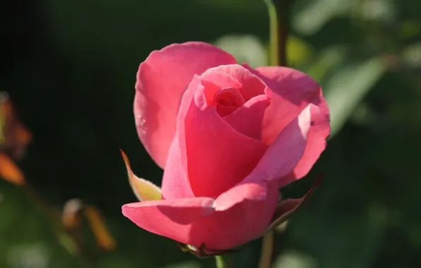 Wallpaper green, macro, pink, roses