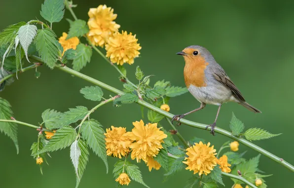 Picture background, bird, branch, flowers, Kerria Japanese, Robin