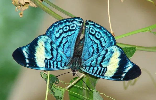 Leaves, microsemi, butterfly, wings, insect, beautiful, closeup