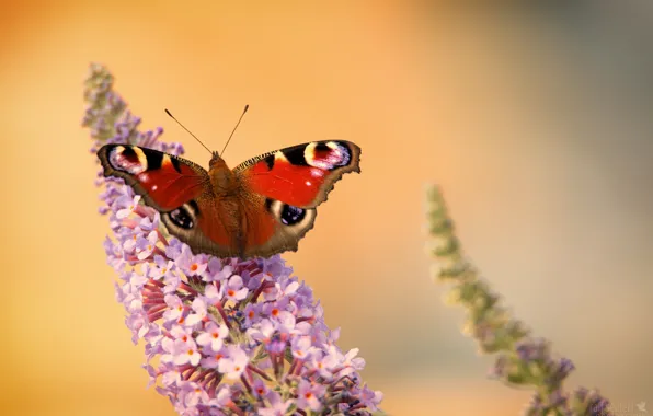 Picture flowers, butterfly, wings