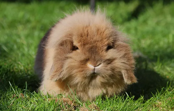 Picture grass, wool, rabbit, ears