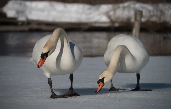 Snow, birds, pair, swans