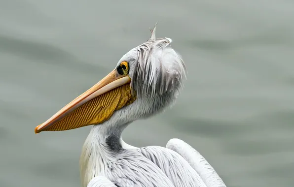 Picture nature, bird, pelican