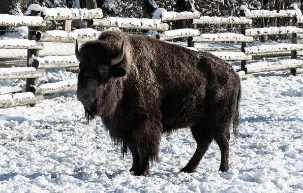 Picture nature, big, snow, animal, bison