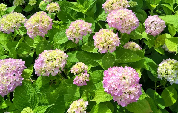 Picture flowering, flowers, hydrangea, hydrangea
