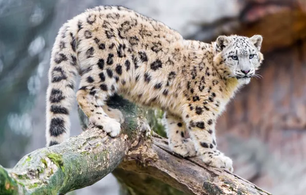 Cats, tree, trunk, snow leopard, bars, wild cats, zoo, teen