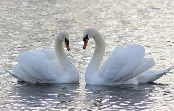 Water, love, a couple, swans