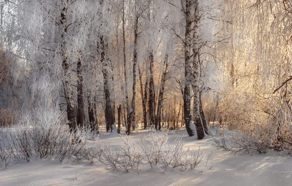 Winter, frost, forest, light, snow, trees, branches, Park