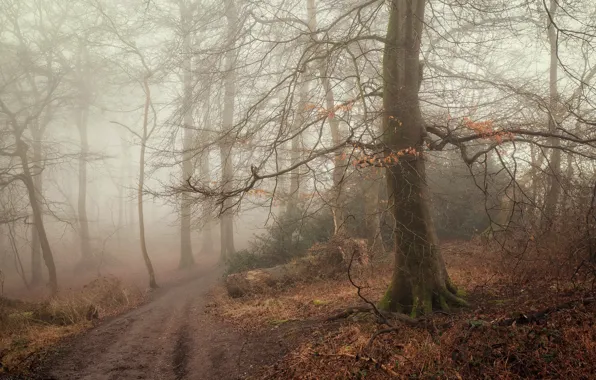 Road, autumn, forest, fog
