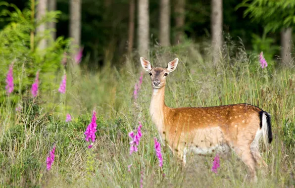 Picture forest, grass, look, flowers, glade, deer, cub, wildlife