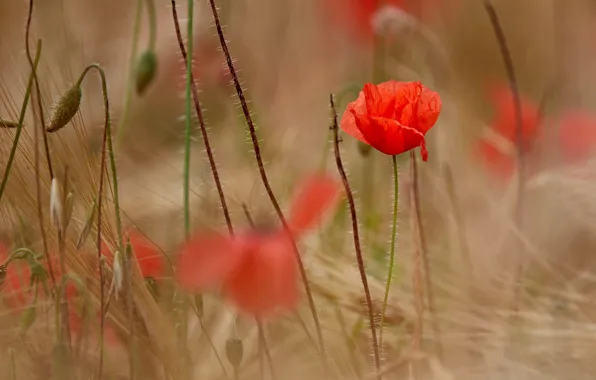 Field, flower, summer, flowers, red, nature, stems, one