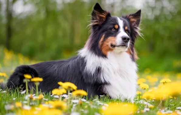 Look, flowers, glade, portrait, dog, spring, yellow, lies