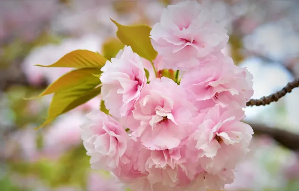 Macro, flowers, branches, cherry, spring, Sakura, gentle, pink