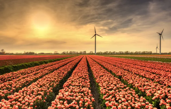 Field, the sky, clouds, flowers, strip, view, spring, dal