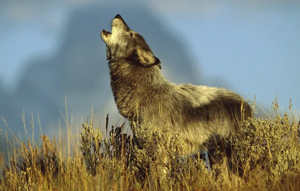 Picture vegetation, Wolf, howl, the sky