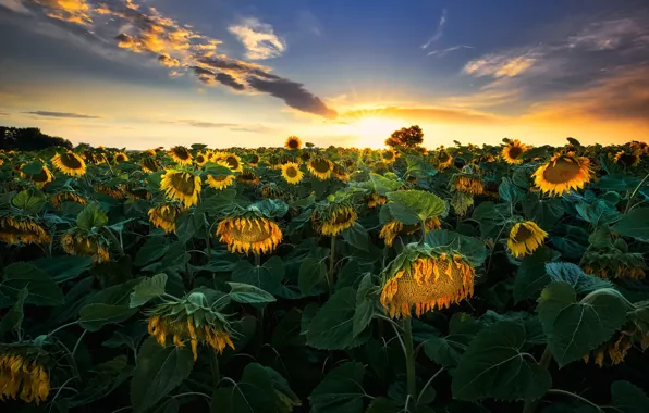 Summer, sunflowers, sunset