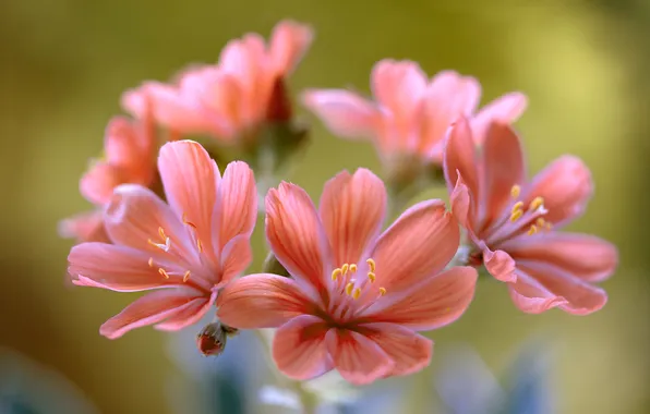 Flowers, petals, inflorescence