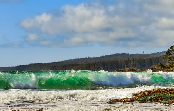 Picture sea, wave, forest, nature