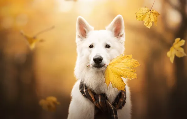 Picture autumn, look, face, leaves, dog, scarf, maple leaf, bokeh