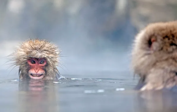 Japan, couples, a snow monkey, Japanese macaques, Jigokudani