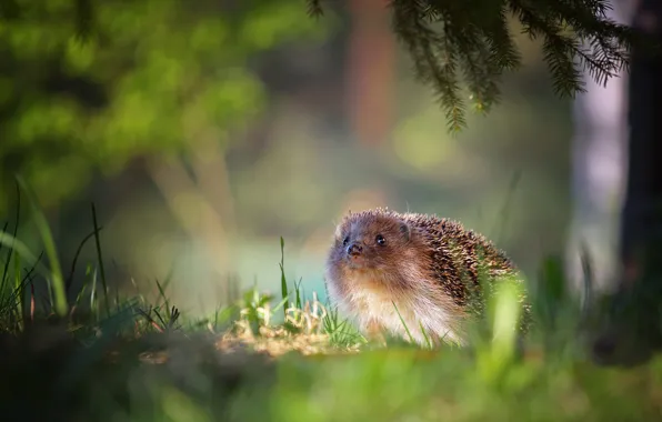 Forest, grass, light, branches, nature, glade, blur, hedgehog