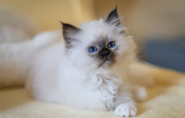 Cat, white, look, pose, kitty, portrait, baby, muzzle