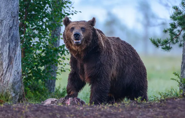 Look, nature, bear, mining