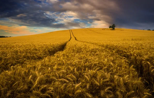 Field, summer, the sky, clouds, trees, landscape, nature, harvest