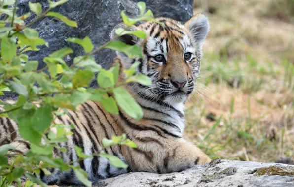 Picture baby, lies, tiger