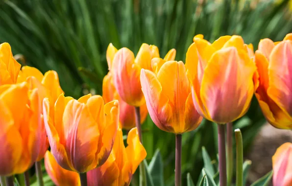 Orange, tulips, buds