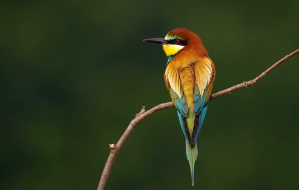 Picture branches, bird, European bee-eater