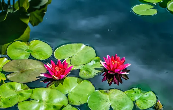 Leaves, water, water lilies, nymphs