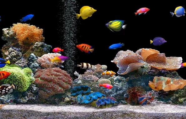 Color, aquarium, fish, corals, polyps