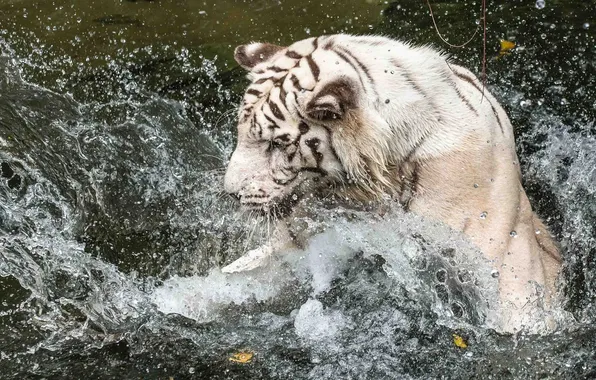 Picture face, water, squirt, the game, bathing, profile, white tiger, wild cat
