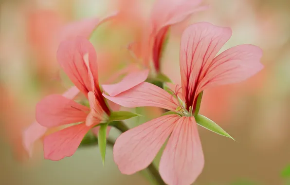 Flowers, nature, plant, petals